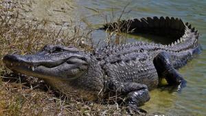 Содержание крокодила дома
